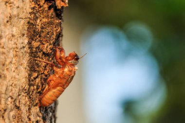 Ağaç üzerinde ağustosböceği Slough görünümü kadar kapatın