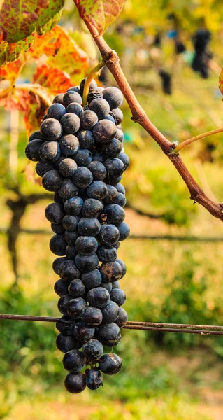 Vista Perto Uvas Vermelhas Videira — Fotografia de Stock