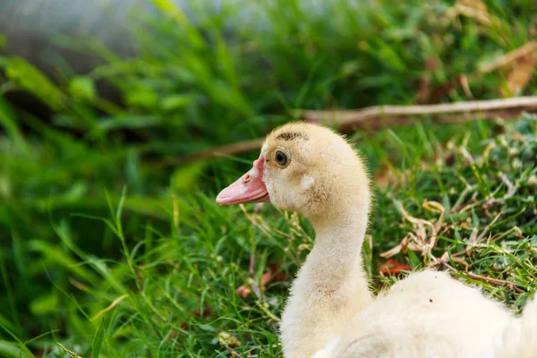 Close View Little Duck Green Meadow — Stock Photo, Image