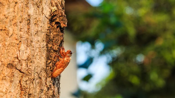 Cicada Slough Árvore Manga Vista Perto — Fotografia de Stock
