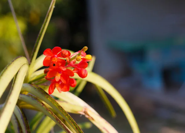 关闭橘子兰花花 — 图库照片