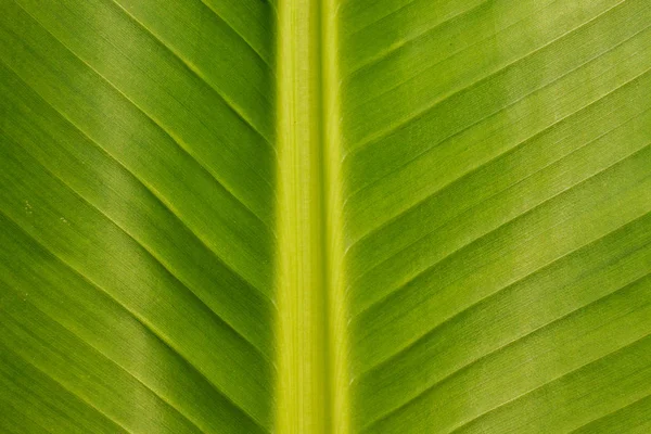 Fondo Hoja Plátano Fondo Pantalla — Foto de Stock