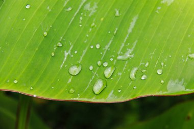 Muz yaprak zemin üzerine damla su