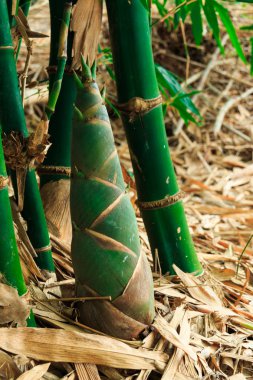 tropikal bahçe bambu