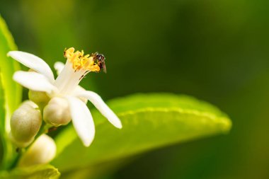 Limon çiçek arıya, benim küçük limon ağacı yeni çiçekler, bu çiçekler kokusu vardır çok hassas ve tatlı bu arı etrafında uçmak için koyamıyorum gibi
