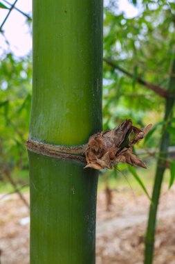 Gündüz, Bahçe, closeup bagaja bambu