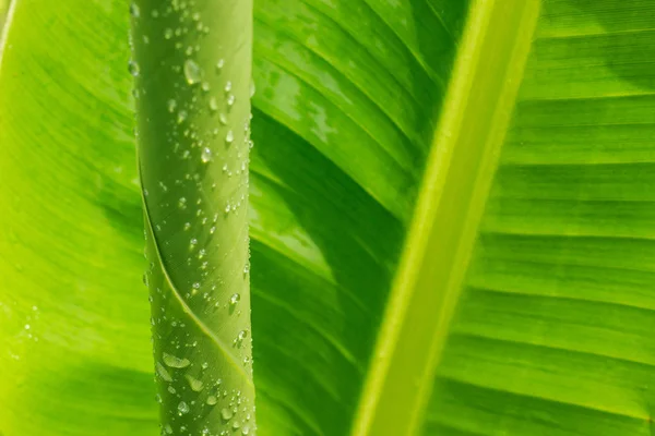 Drop Water Banana Leaf Background — Stock Photo, Image