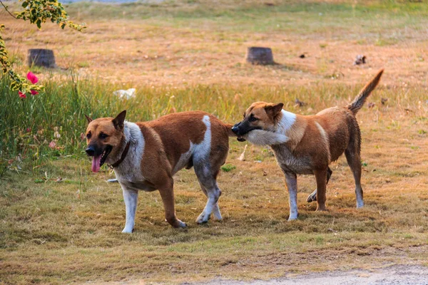 Dos Perros Jugando Aire Libre Durante Día — Foto de Stock