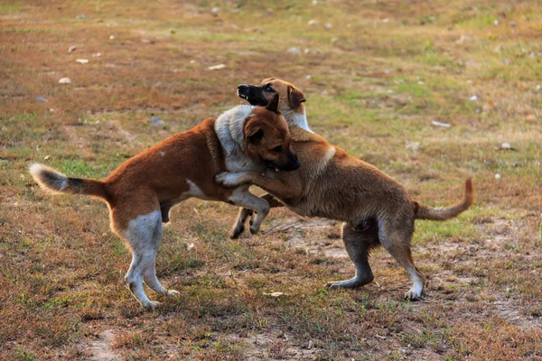 Deux Chiens Jouant Extérieur Jour — Photo