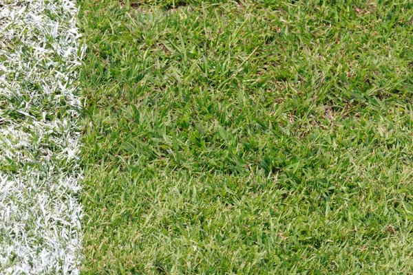 Green grass on football field, closeup at daytime