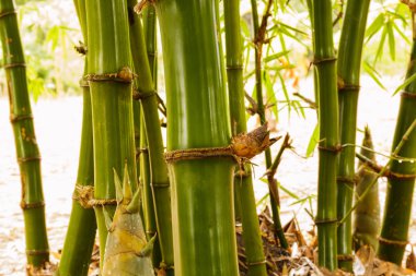 Yağmurdan sonra Bambu Ormanı