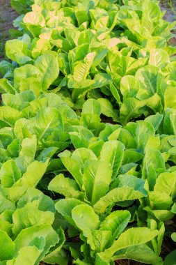 Bahçe içinde taze marul