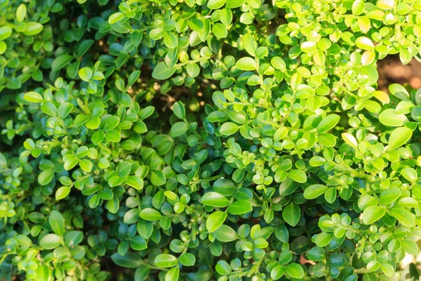 Cam bonsai ağacı kapatın