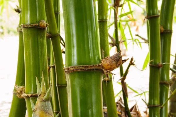 Yağmurdan sonra Bambu Ormanı.