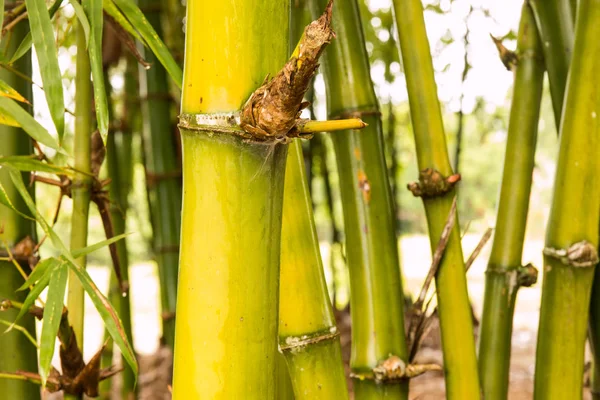 Yağmurdan sonra Bambu Ormanı.