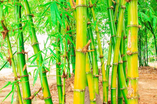 Yağmurdan sonra Bambu Ormanı.