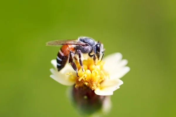 Abeille Sur Herbe Fleur — Photo