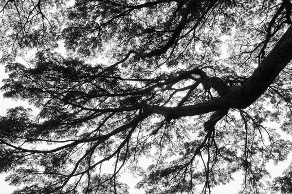 Ветвь Дерева Черно Белая — стоковое фото