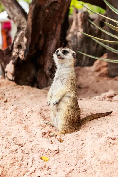 Meerkat Big Forest — Stock Photo, Image