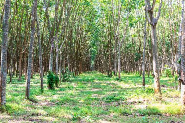 Güzel kauçuk ağacı orman