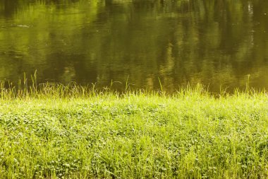 Ormandaki Riverside'da çimen