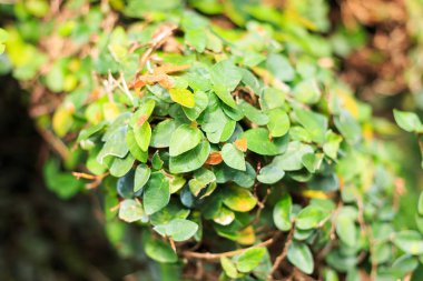 Ivy ağaç üzerinde kapatın