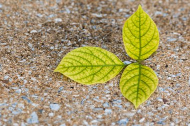 üç sarı yaprakları kapatmak