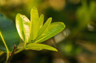 Bahçe yapraklarında kadar kapatın