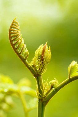 yağmur sonrası ateş yaprakları kapatmak