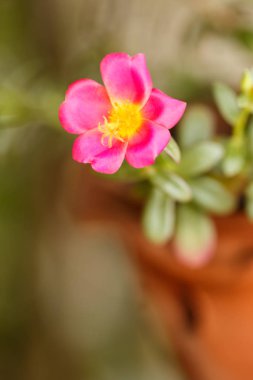 Portulaca çiçek orman