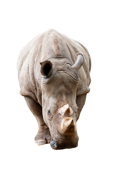 Rhino Isolated White Background — Stock Photo, Image