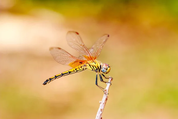 Dragonfly Treetops Forest — Stock Photo, Image