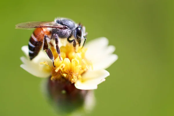 Abeille Sur Herbe Fleur — Photo