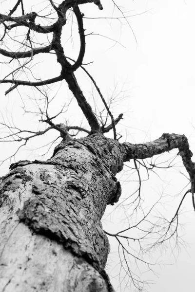 Dead Tree Branch Black White — стоковое фото