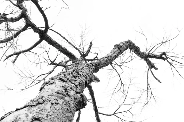 Zmarłe Drzewo Gałąź Czarno Białe — Zdjęcie stockowe