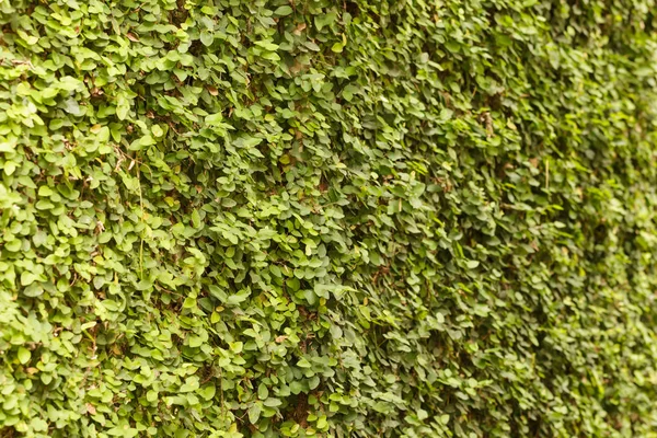 ivy on wall background