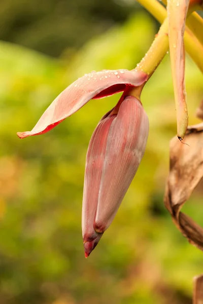 Fiore di banana dopo pioggia — Foto Stock