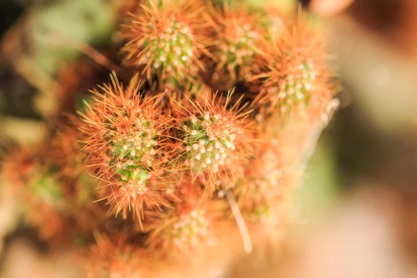 Primer Plano Cactus Bosque —  Fotos de Stock