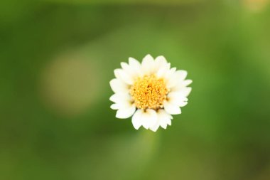Üst kısmında güneş ışığı altında çimen çiçek