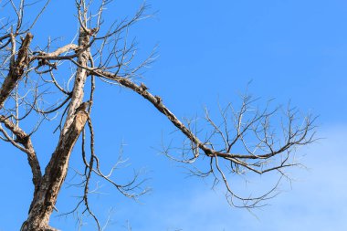 Gökyüzü arka plan üzerinde ölü ağaç dalı