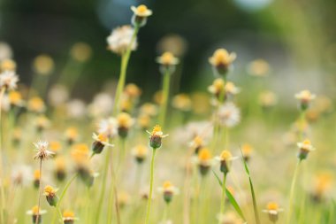 Doğada çiçek çim Sahası 