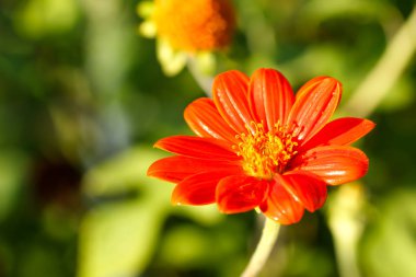 Orange Tithonia diversifolia çiçek güneş ışığı altında