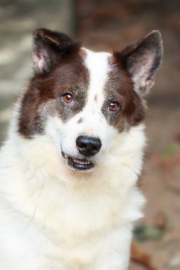 portre Tay bangkaew köpek