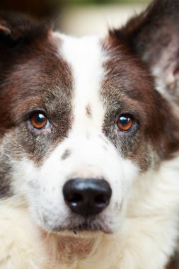 Tay bangkaew köpeği kapatın