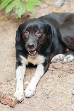 Siyah Labrador geri almak yere yat