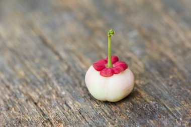 Ahşap üzerinde Pucuk Manis meyve