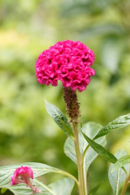 pembe cockscomb çiçek doğada