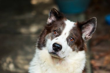 portre Tay bangkaew köpek