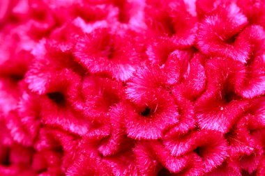 pembe cockscomb çiçek kadar kapatın