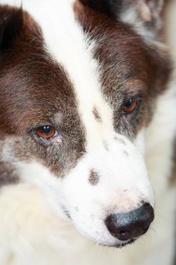 Tay bangkaew köpeği kapatın